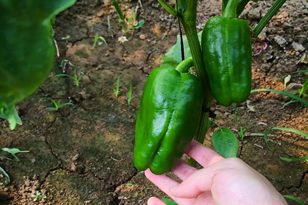 I represent for “FUBON” Vol.4