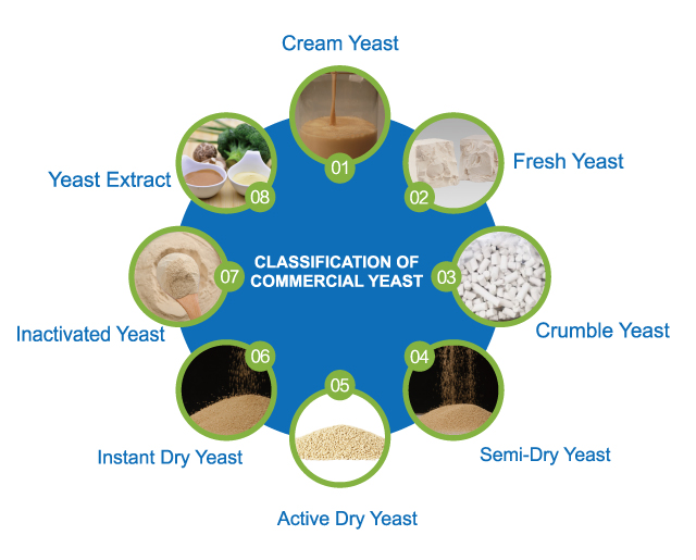 酵母分类.jpg 酵母分类.jpg