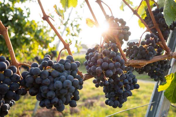 Yeast Nutrients in alcohol fermentation of grapes with high sugar concentration 