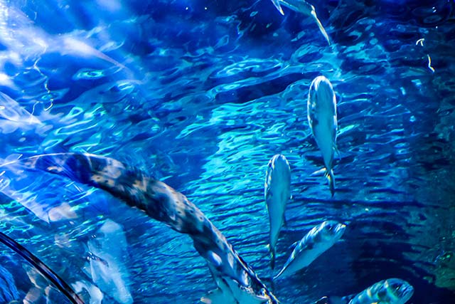 Unlock the New Code for Salmon Farming: Yeast Nucleotides Usher in a New Era of Quality Upgrade