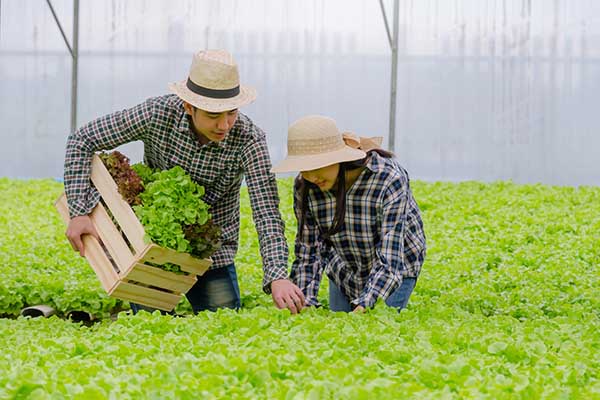 Introduction and application of yeast glycoside