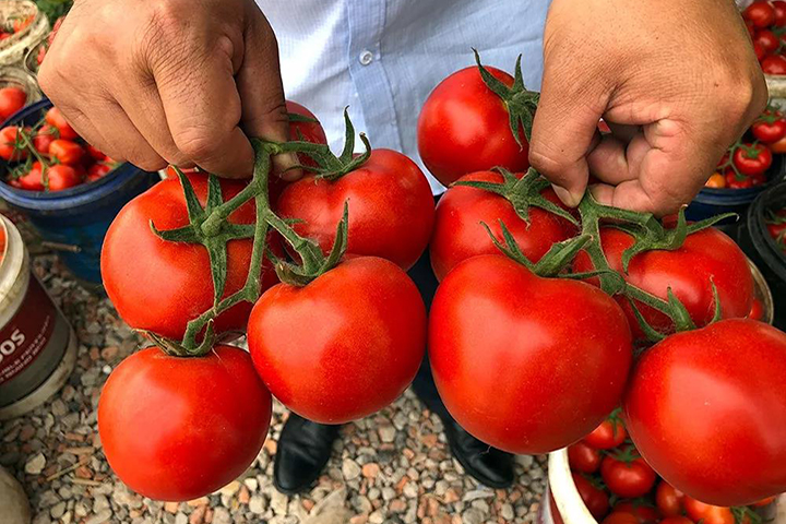 If you want tomatoes to be sold in the morning and sell at a high price, try it.