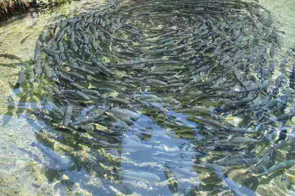 Feed intake improvement, liver protection and growth promotion - Application of GroPro in micropterus salmoides