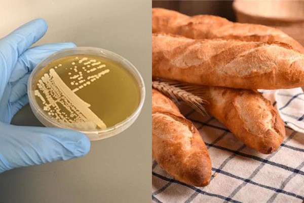 Introduction to bread yeast