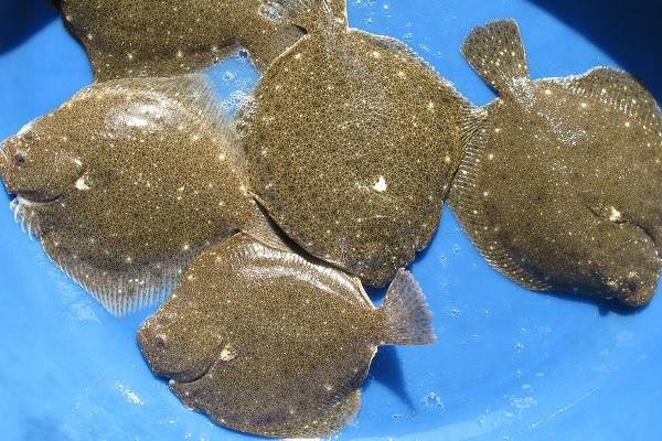 Application of GroPro Aqua in low fish meal diets for olive flounder