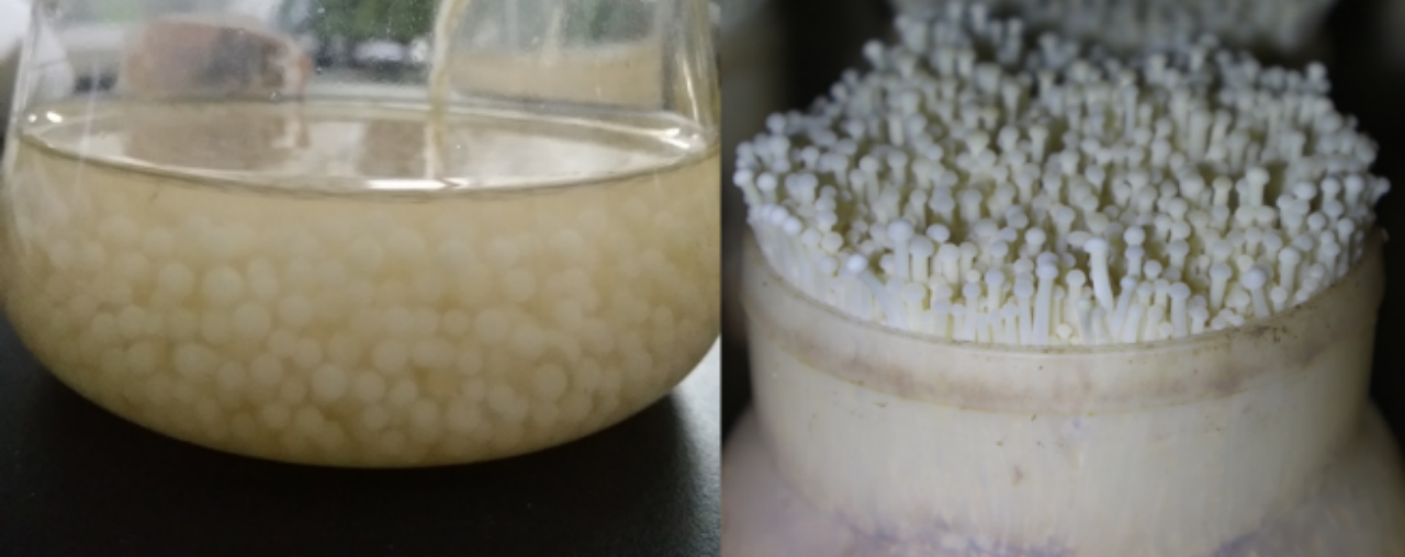 9月-真菌液态培养解决方案3795.png 9月-真菌液态培养解决方案3795.png