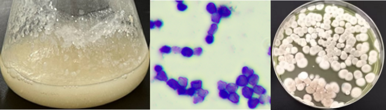 9月-真菌液态培养解决方案637.png 9月-真菌液态培养解决方案637.png